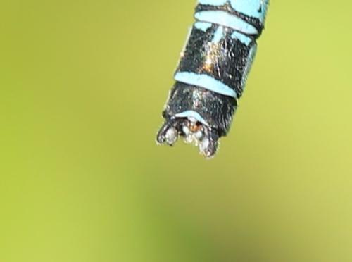 Coenagrion mercuriale
